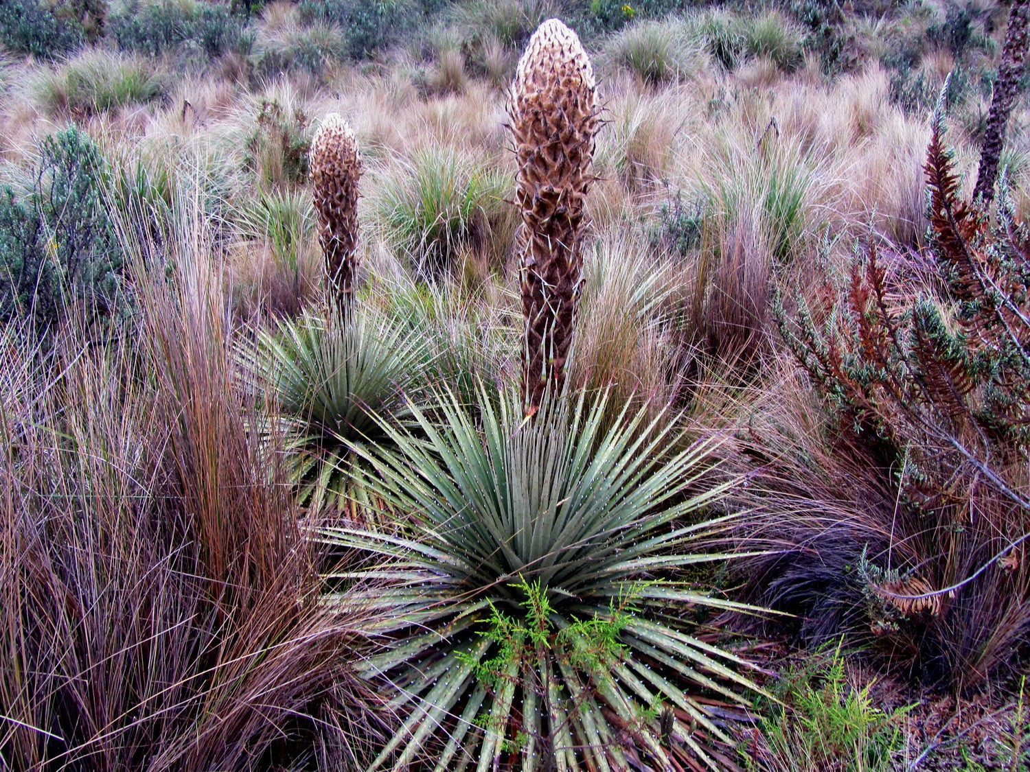 Huge plant in the paramo of the Cotopaxi National Park